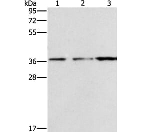 NDNL2 Antibody from Signalway Antibody (37388) - Antibodies.com