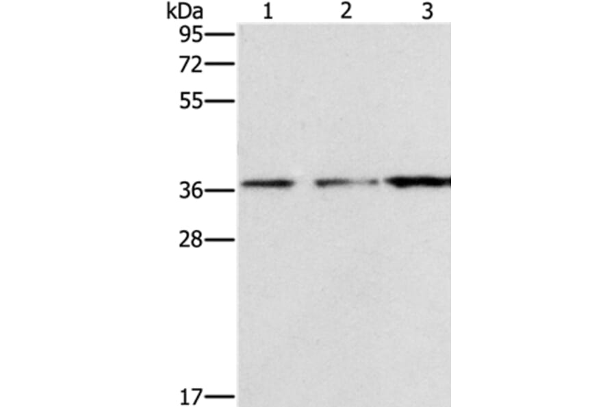 NDNL2 Antibody from Signalway Antibody (37388) - Antibodies.com