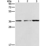 NDNL2 Antibody from Signalway Antibody (37388) - Antibodies.com