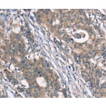Immunohistochemistry - NDNL2 Antibody from Signalway Antibody (37388) - Antibodies.com