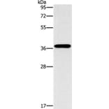 MARC1 Antibody from Signalway Antibody (37390) - Antibodies.com