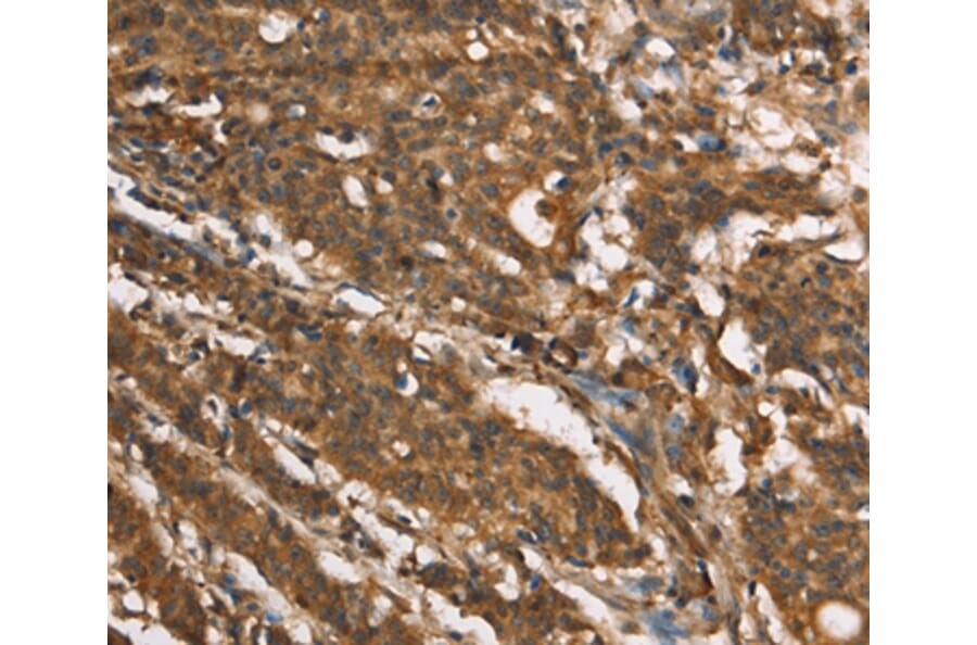 Immunohistochemistry - MARC1 Antibody from Signalway Antibody (37390) - Antibodies.com