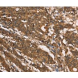 Immunohistochemistry - MARC1 Antibody from Signalway Antibody (37390) - Antibodies.com