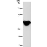 ACTA2 Antibody from Signalway Antibody (37408) - Antibodies.com