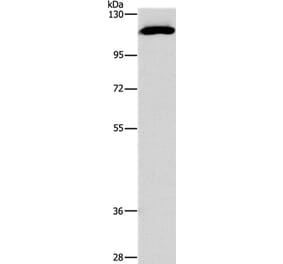 STAT2 Antibody from Signalway Antibody (37417) - Antibodies.com