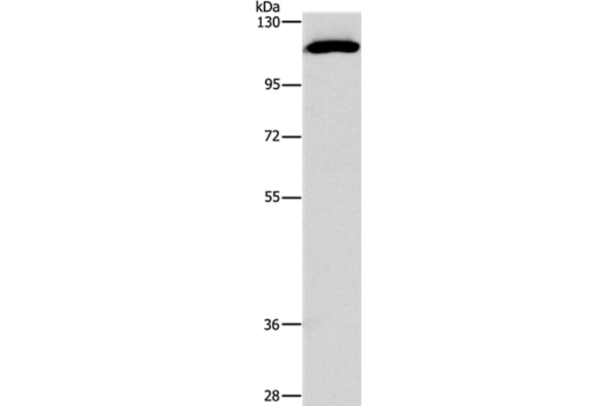 STAT2 Antibody from Signalway Antibody (37417) - Antibodies.com