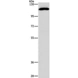 STAT2 Antibody from Signalway Antibody (37417) - Antibodies.com
