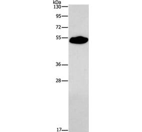 SMAD9 Antibody from Signalway Antibody (37419) - Antibodies.com