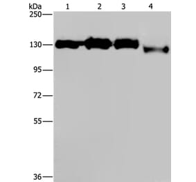 GTF2I Antibody from Signalway Antibody (37440) - Antibodies.com