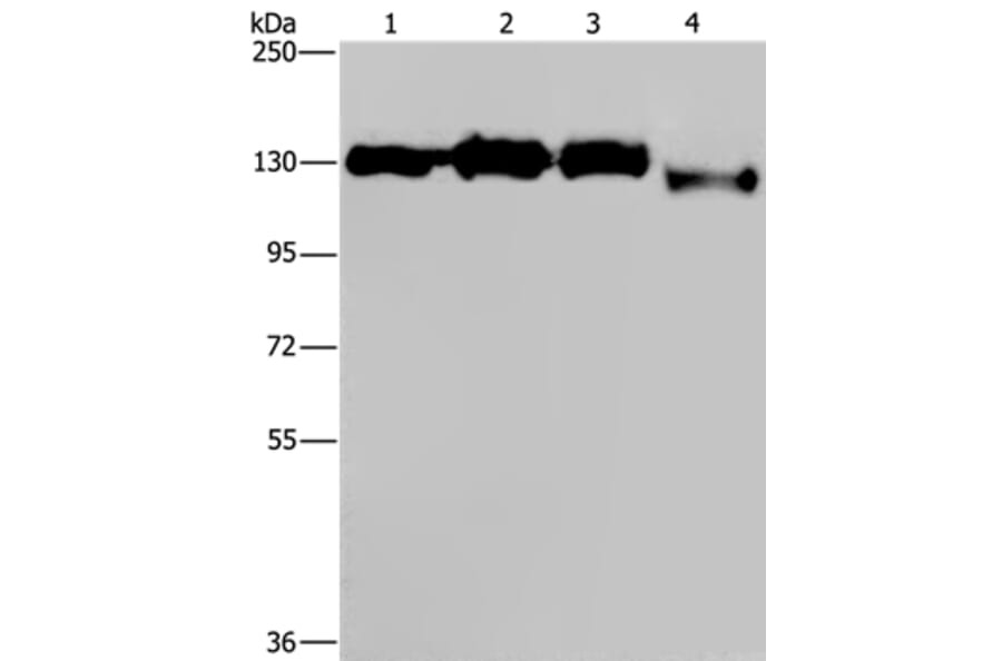 GTF2I Antibody from Signalway Antibody (37440) - Antibodies.com