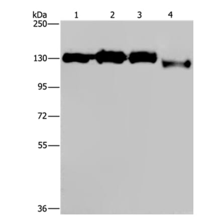 GTF2I Antibody from Signalway Antibody (37440) - Antibodies.com