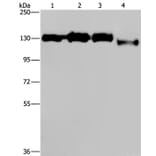 GTF2I Antibody from Signalway Antibody (37440) - Antibodies.com