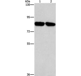 CD2AP Antibody from Signalway Antibody (37468) - Antibodies.com