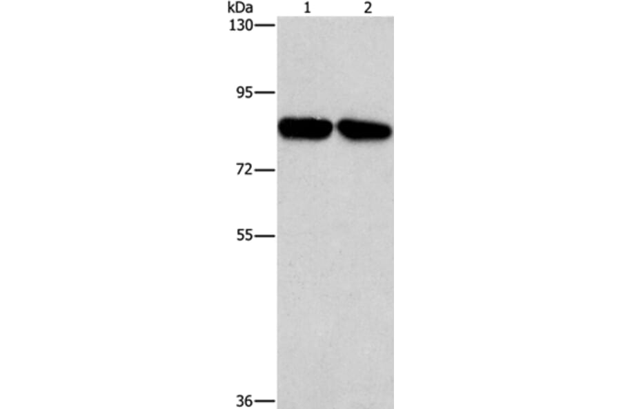 CD2AP Antibody from Signalway Antibody (37468) - Antibodies.com