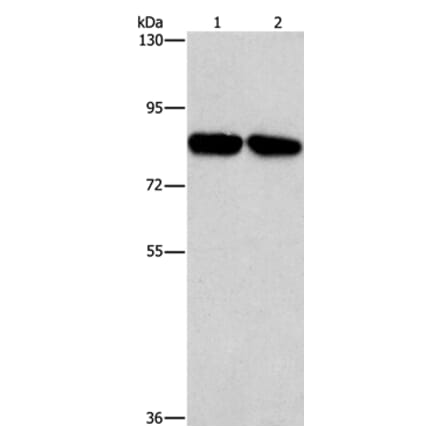 CD2AP Antibody from Signalway Antibody (37468) - Antibodies.com