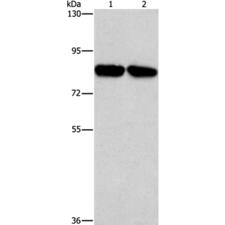 CD2AP Antibody from Signalway Antibody (37468) - Antibodies.com
