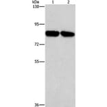 CD2AP Antibody from Signalway Antibody (37468) - Antibodies.com