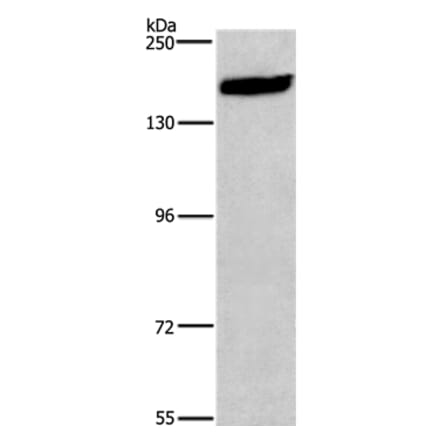 NCAM1 Antibody from Signalway Antibody (37476) - Antibodies.com