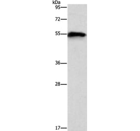 CDK19 Antibody from Signalway Antibody (37480) - Antibodies.com