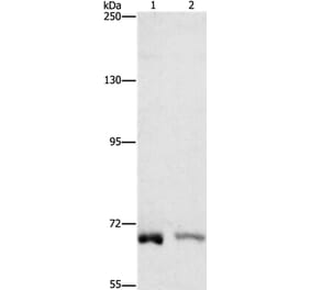 CENPE Antibody from Signalway Antibody (37482) - Antibodies.com