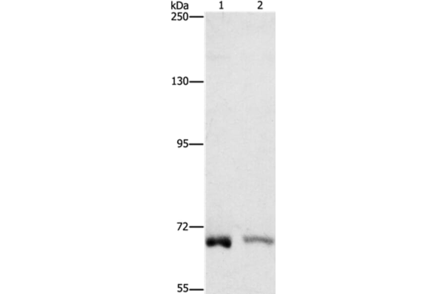 CENPE Antibody from Signalway Antibody (37482) - Antibodies.com