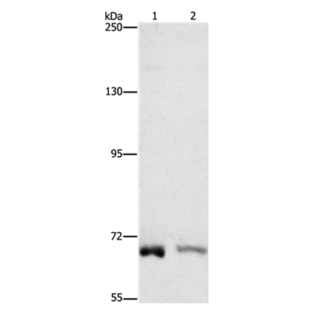 CENPE Antibody from Signalway Antibody (37482) - Antibodies.com