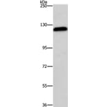 AGAP2 Antibody from Signalway Antibody (37484) - Antibodies.com