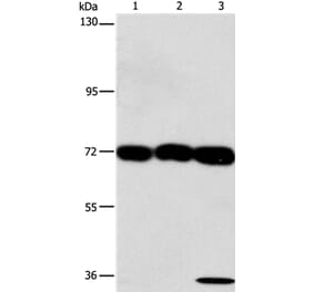 CKAP4 Antibody from Signalway Antibody (37490) - Antibodies.com