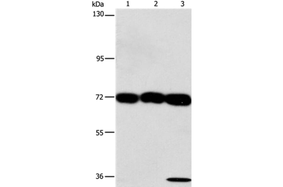 CKAP4 Antibody from Signalway Antibody (37490) - Antibodies.com