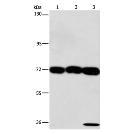 CKAP4 Antibody from Signalway Antibody (37490) - Antibodies.com