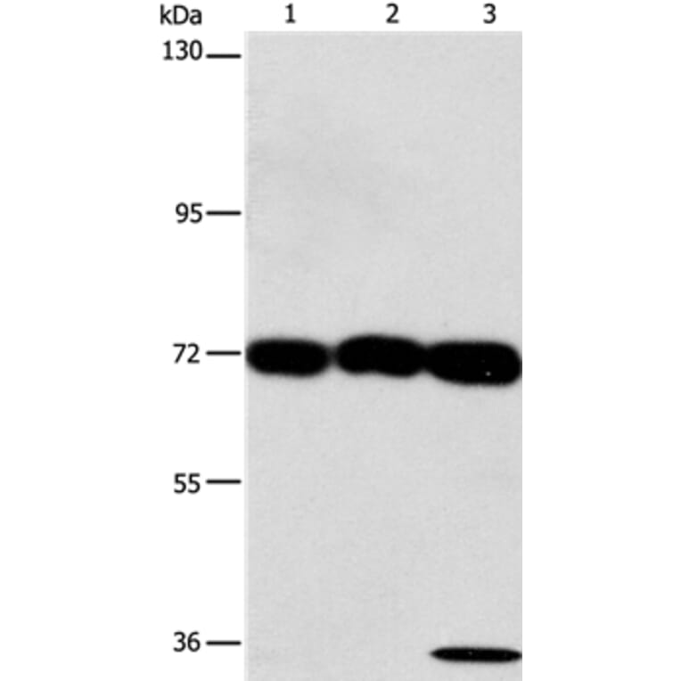 CKAP4 Antibody from Signalway Antibody (37490) - Antibodies.com
