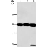 CKAP4 Antibody from Signalway Antibody (37490) - Antibodies.com