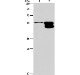 CRHR2 Antibody from Signalway Antibody (37504) - Antibodies.com