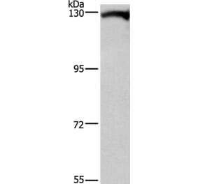 DAAM1 Antibody from Signalway Antibody (37519) - Antibodies.com