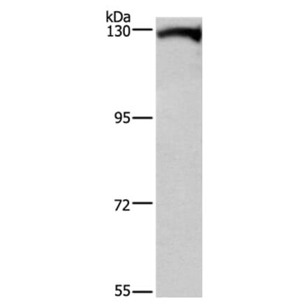 DAAM1 Antibody from Signalway Antibody (37519) - Antibodies.com