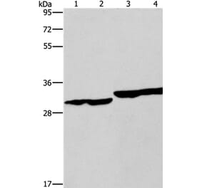 DECR1 Antibody from Signalway Antibody (37524) - Antibodies.com
