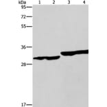 DECR1 Antibody from Signalway Antibody (37524) - Antibodies.com
