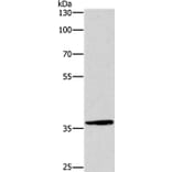 DUSP2 Antibody from Signalway Antibody (37540) - Antibodies.com