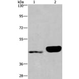 ENPP4 Antibody from Signalway Antibody (37549) - Antibodies.com