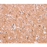 Immunohistochemistry - ENPP4 Antibody from Signalway Antibody (37549) - Antibodies.com