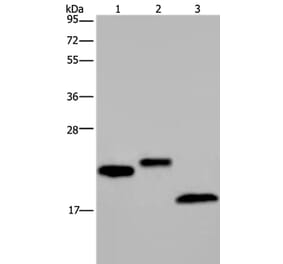 EPPIN Antibody from Signalway Antibody (37552) - Antibodies.com