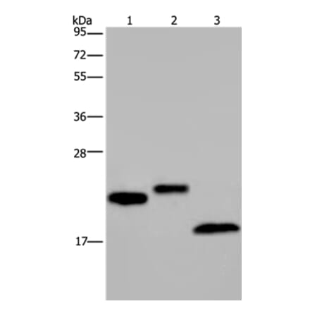 EPPIN Antibody from Signalway Antibody (37552) - Antibodies.com