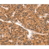 Immunohistochemistry - EPPIN Antibody from Signalway Antibody (37552) - Antibodies.com