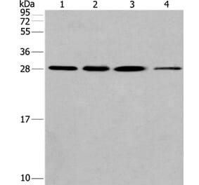 ERP29 Antibody from Signalway Antibody (37555) - Antibodies.com