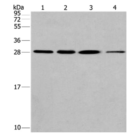 ERP29 Antibody from Signalway Antibody (37555) - Antibodies.com