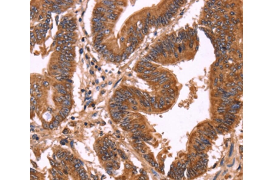 Immunohistochemistry - ERP29 Antibody from Signalway Antibody (37555) - Antibodies.com
