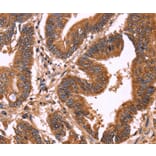 Immunohistochemistry - ERP29 Antibody from Signalway Antibody (37555) - Antibodies.com