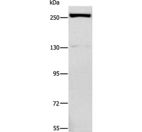 ESPL1 Antibody from Signalway Antibody (37557) - Antibodies.com