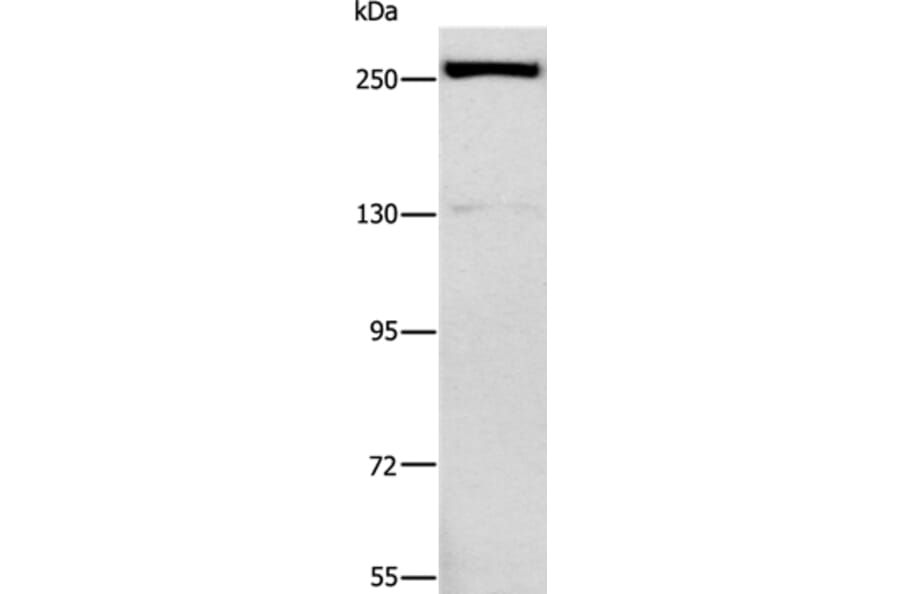 ESPL1 Antibody from Signalway Antibody (37557) - Antibodies.com