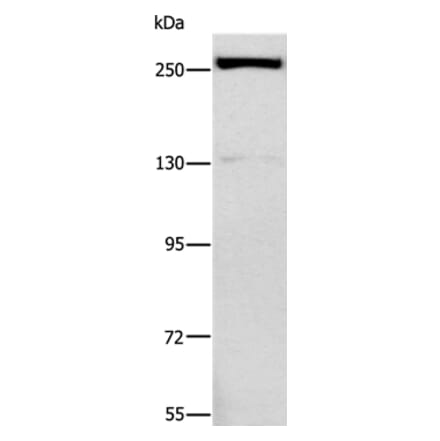 ESPL1 Antibody from Signalway Antibody (37557) - Antibodies.com